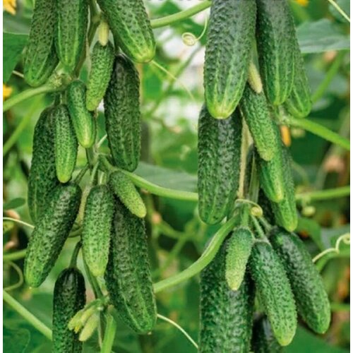 ���� ������������� ������ ������ ��������, ������ �� 127 ���