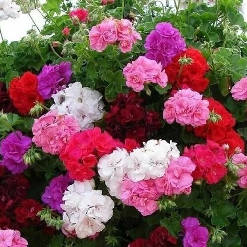 ���� ����������-1��, ����������� 