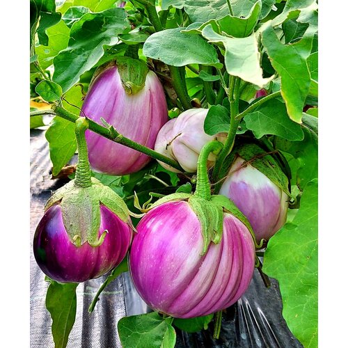      (Snow Ball) / Seeds And Goods /   zip-lock   10 ,   249 