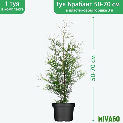 ���� ��� �������� ������� C3, ������ 50-70 ��, ������� ������ 19 ��, �������, ������ �� 1700 ���