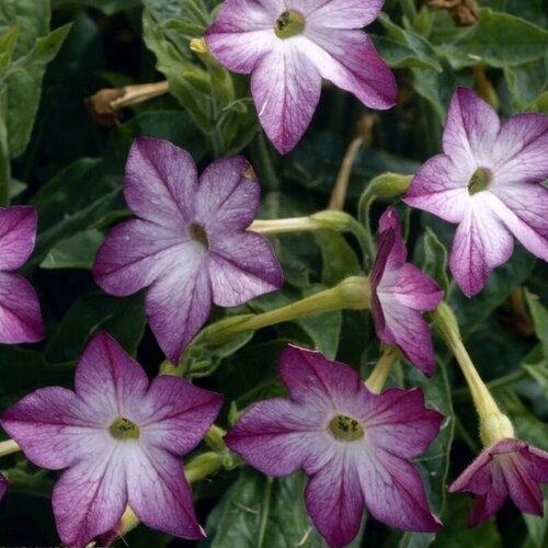     F1  ,         , 15 ,   295 