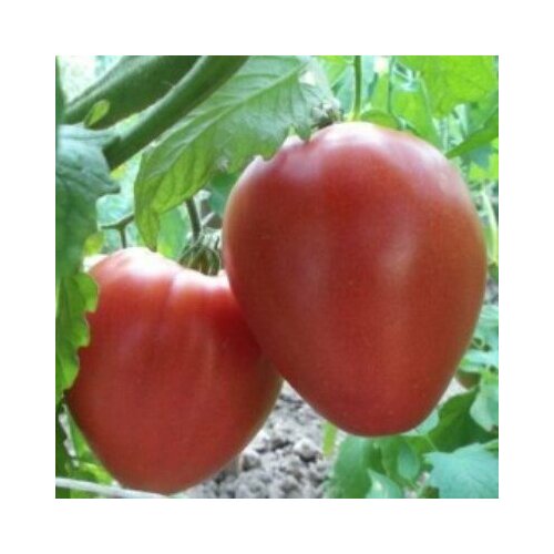 ���� ������������� ������ ������ ������, ������ �� 104 ���