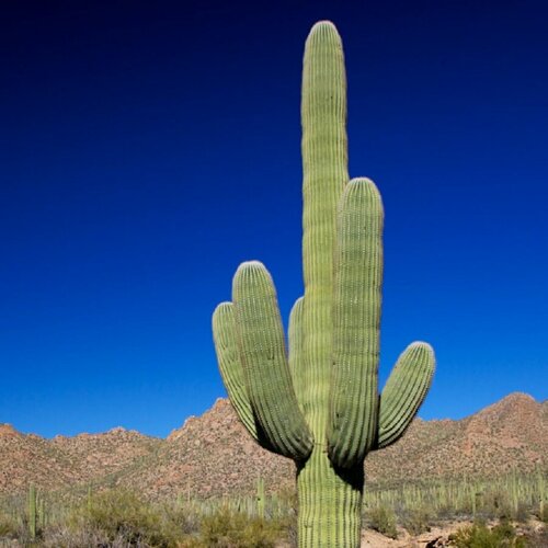      , , Carnegiea gigantea 10 .,   350 