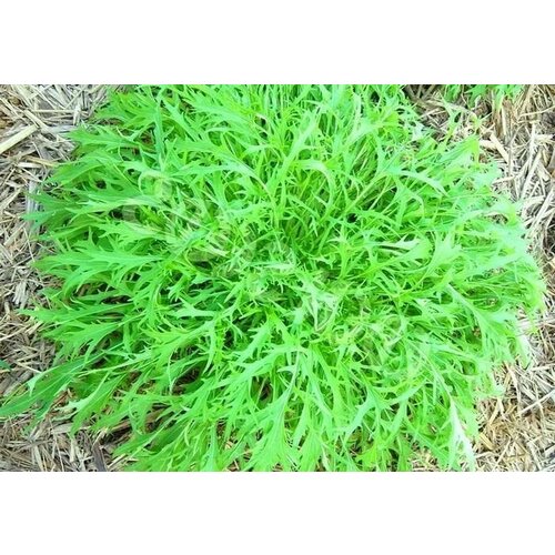 ���� ������������� ������ ������� �������� ������, ������ �� 102 ���