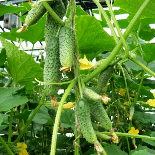 ���� ������������� ������ ������ ���� F1, ������ �� 102 ���