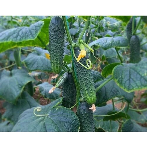 ���� ������������� ������ ������ ����� F1, ������ �� 128 ���