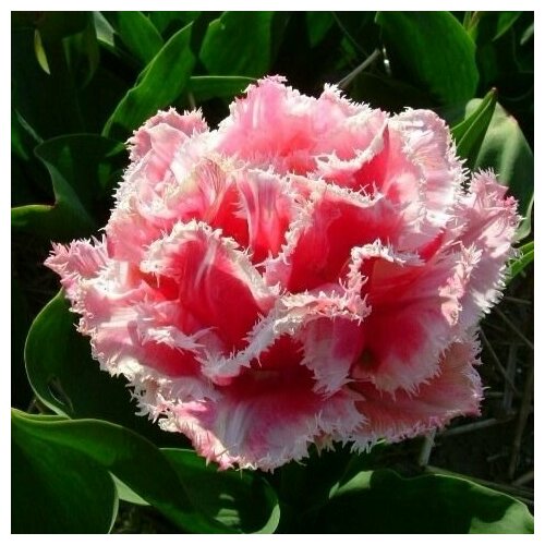 ���� �������� ����������� , �������� ���� QUEENSLAND (5 ����), ������ �� 699 ���