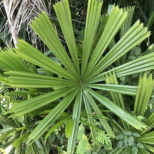    Licuala spinosa  5 ,   337 