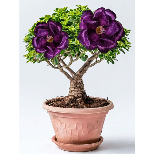 ���� ������ ������������� �������� ������� 