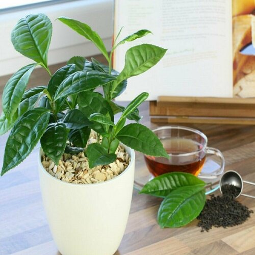 ���� ������ ������, ������� ��������� ���������, ������, ������ �� 394 ���