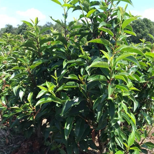 ���� ���������� ������������� ������������ (1 ������� � ������ 15-20 ��). Szkolka roslin A.M (������), ������ �� 916 ���