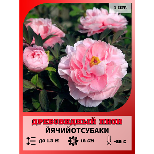 ���� ���� ����������� �������������, ������� 1 �����, ������ �� 650 ���