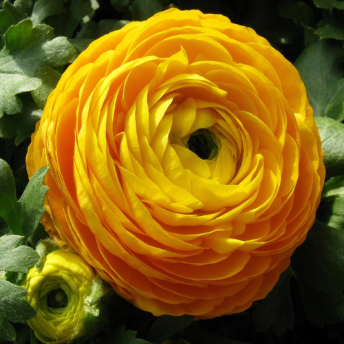   , bulbs servise,   (10  ),   502 