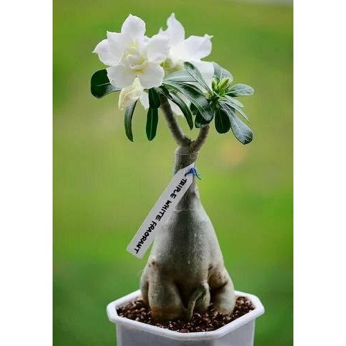    ,  ,          ,    , 3  ,   423 