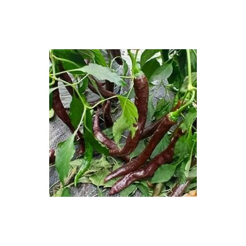     Thunder choco brown, 5  + ,   260 