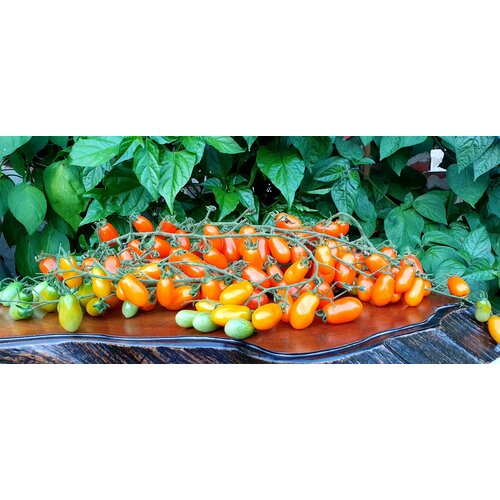 ���� ������ ������ ��������� ��������� (Datterini Orange) / Seeds And Goods / � �������� zip-lock ��� ���������� 10 �����, ������ �� 249 ���