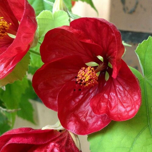 ���� ������ �������� ������� 7 ��. (1 ��������), ������ �� 469 ���