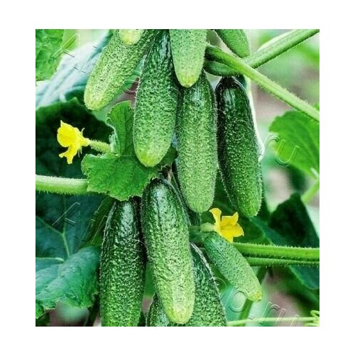 ���� ������������� ������ ������ F1 ��� ������, ������ �� 127 ���