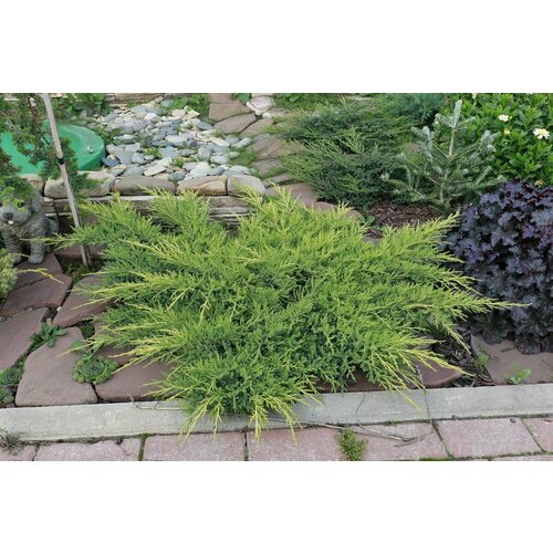 ���� ������������ ������� ���� ����, ������ �� 1099 ���