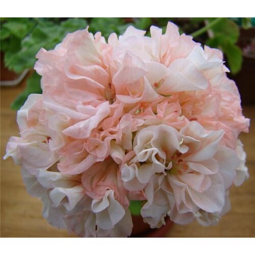 ���� ������ ���������� ��������� �������� ��������� 4 �� (1 �������� (O)), ������ �� 684 ���