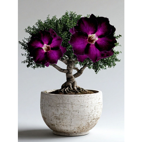 ���� ������ �������� ��������� 