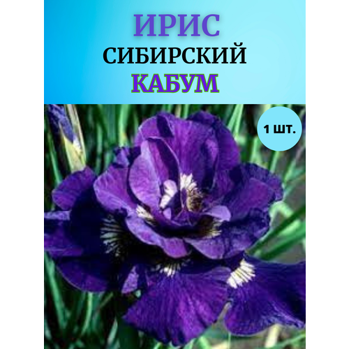 ���� ���� �������� �����, ����������� �����, ������ �� 450 ���