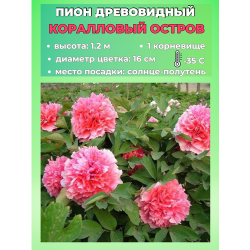 ���� ���� ����������� ���������� ������, ������� 1 �����, ������ �� 650 ���