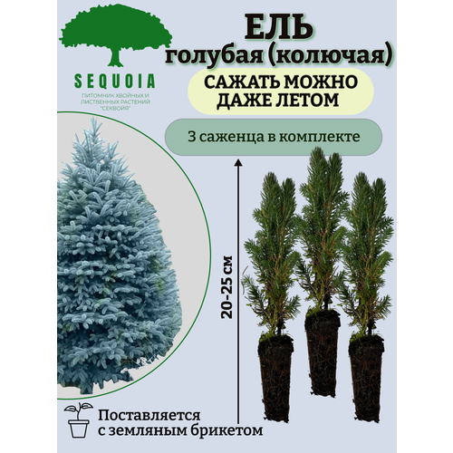 ���� ��� ������� (�������) 3 �������, ������ �� 2100 ���