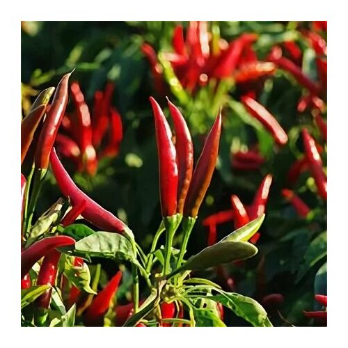 ���� (������) ����� ������������� ������ 