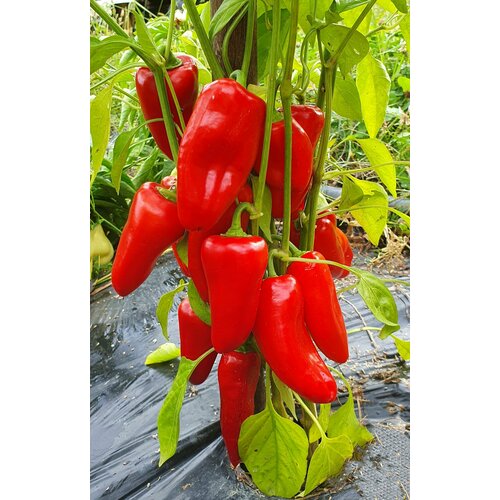 ���� ������ ����� ������� �������� ������� (Lunchbox Red) / Seeds And Goods / � �������� zip-lock ��� ���������� 10 �����, ������ �� 249 ���