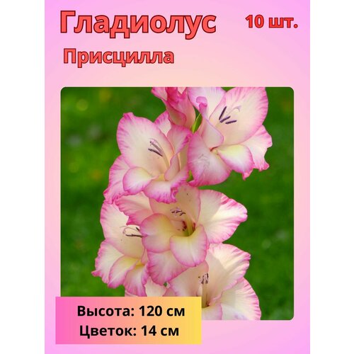 ���� ��������� ��������������� ���������, �������� ����������, ������ �� 800 ���