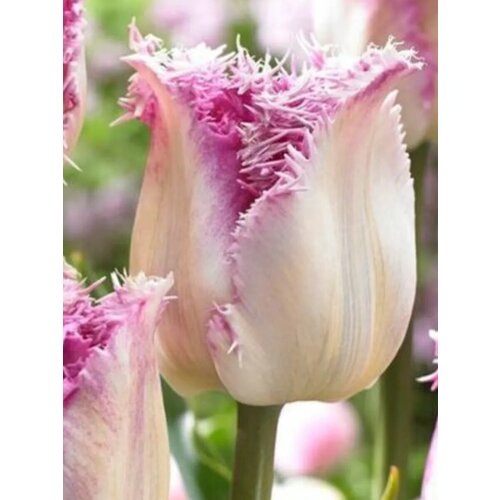 ���� �������� ������� ������ - 2 ��., ������ �� 302 ���