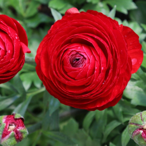 ���� �������� ������, ����� �������, bulbs servise, ���������� ��� ( 10 ���� ), ������ �� 552 ���