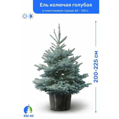 ���� ��� ������� ������� 200-225 �� � ����������� ������ 60-120 �, �������, ������� ����� ��������, ������ �� 29050 ���