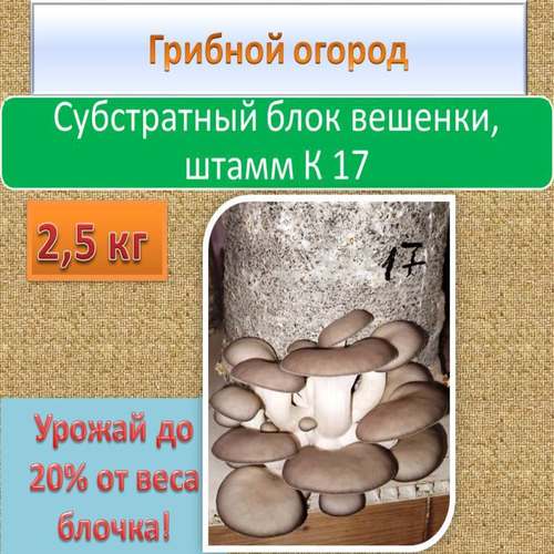 ���� ����������� ���� ������� ��� ������� ������ ����� 2,5 ��, ����� 