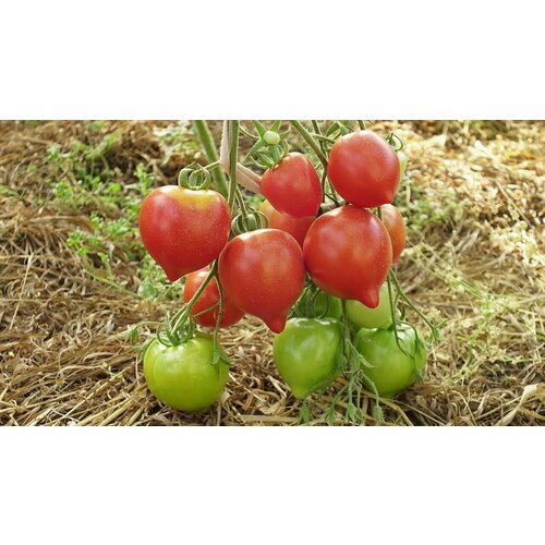 ���� ������������� ������ ������ ������ 2 ���������, ������ �� 102 ���