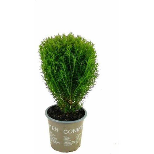 ���� �������� ��� �������� ����� 881611 �1 H5, ������ �� 799 ���