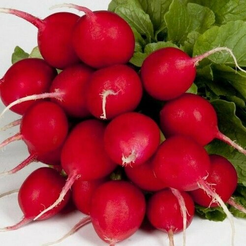 ���� ����� �������, ����� ������ ��������� ���� �� ��������� ���������, ��� ������������ ����������� �������������, ���� �����������, 130 �����, ������ �� 238 ���