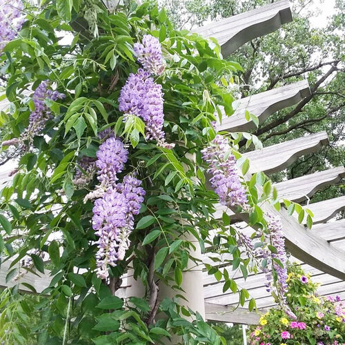 ���� �������� ����������� ��� ���, ������, 5 ��, ������ �� 475 ���