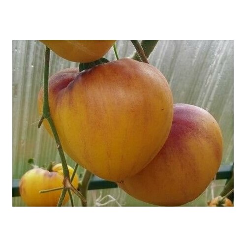 ���� ������������� ������ ������ ������� ������ ���������, ������ �� 104 ���