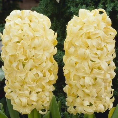   CITY OF HAARLEM (4 ),   489 