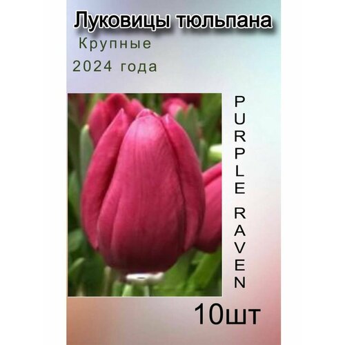 ���� �������� �������� Purple Raven ( 10 ��), ������ �� 890 ���