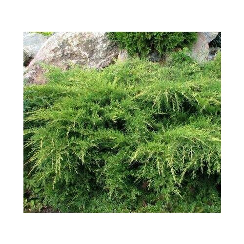 ���� ������������ ������� ��������� �������, ������ �� 1099 ���