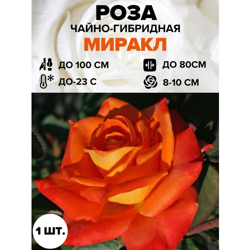 ���� ���� ������ �����-��������� 1 ��., ������ �� 450 ���