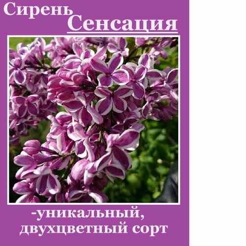 ���� ������ ��������, ������ �� 805 ���