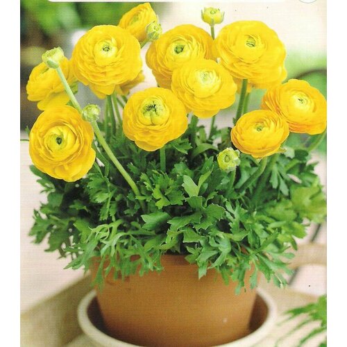 ���� ���������� 7/8 (�����) ������ 3��., ������ �� 412 ���