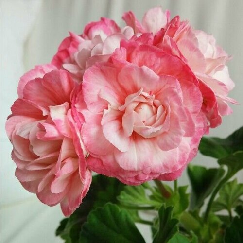 ���� ������ ���������� ��������� �������� ������ 4 �� (1 �������� (O)), ������ �� 684 ���