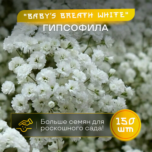    Baby's Breath,  150 , ,   560 