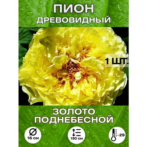 ���� ���� ������ �����������, ���������, ������ �� 650 ���