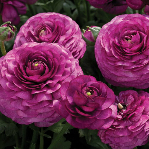 ���� ������� ����������� (�����) ���������� 9��., ������ �� 663 ���